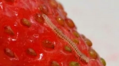 Методи боротьби з нематодами на полуниці